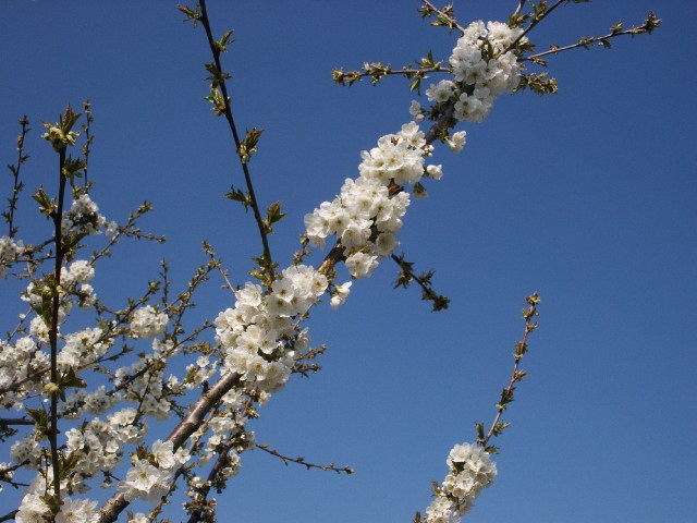 040606Pict0099.jpg (72122 byte)