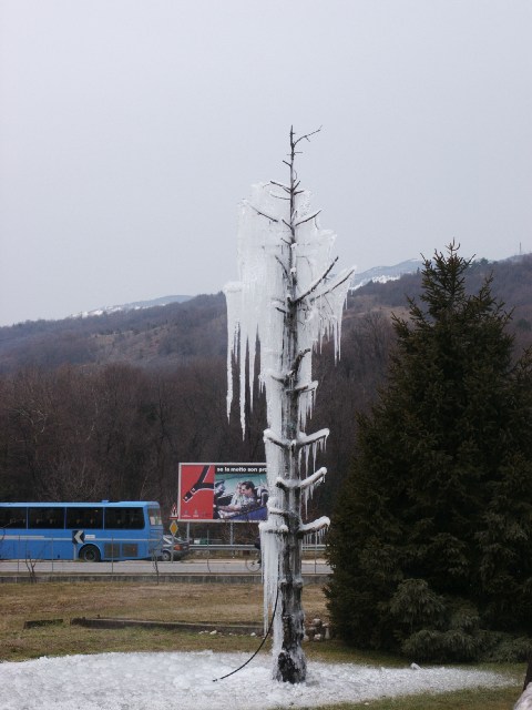 albero01.jpg (62583 byte)