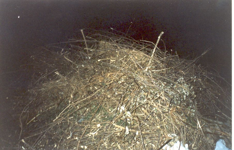 capan03.jpg (115195 byte)